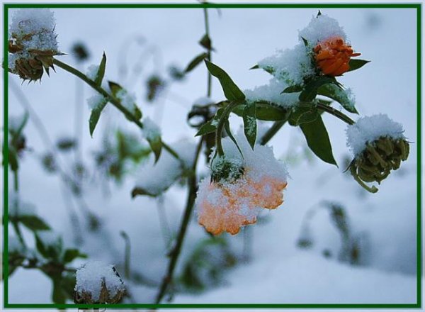 Доброе утро первый снежок