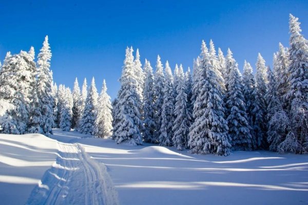 Зимний снежный лес