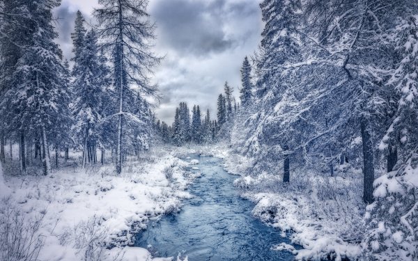 Зимой в лесу