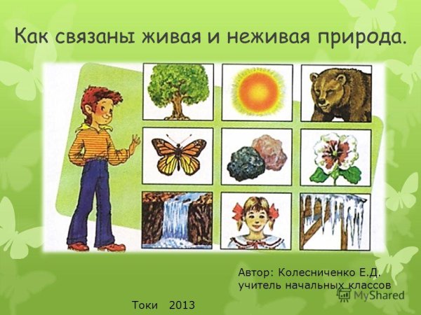 Рисунок живое и неживое