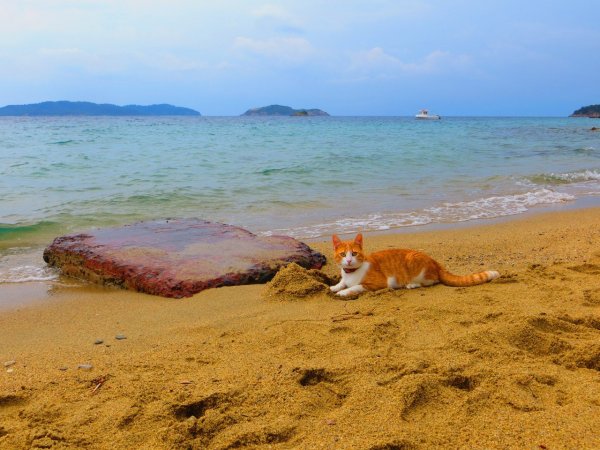 Кот на море