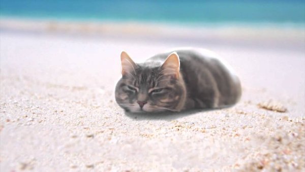 Котик лежит на пляже