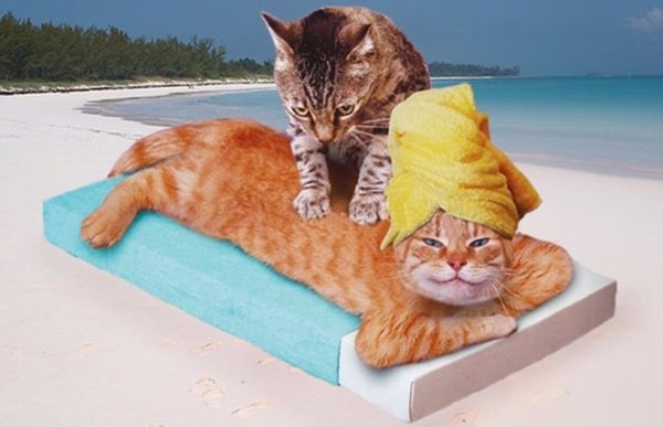 Котик на пляже