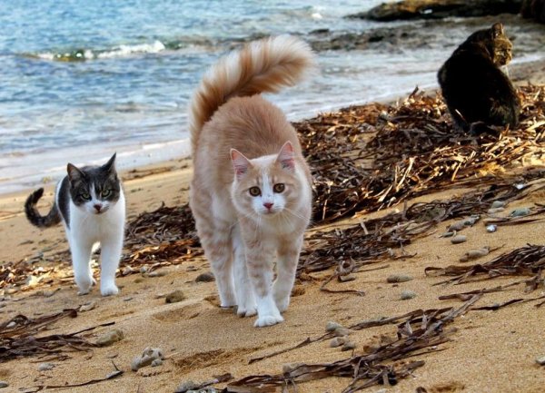 Кошачий пляж в Италии