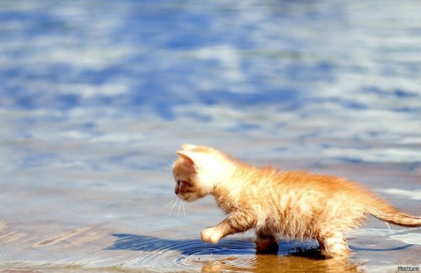 Кот на пляже