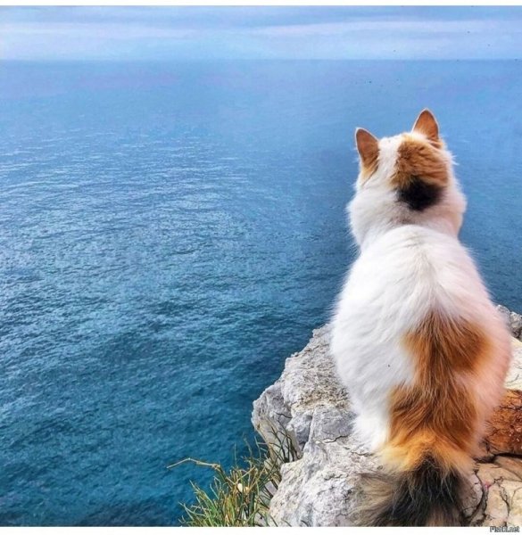 Кот на море