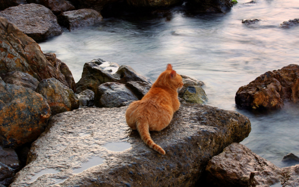 Кот на море