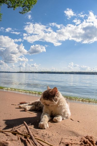 Кот загорает