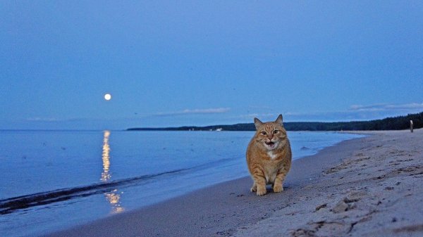 Котик на фоне моря