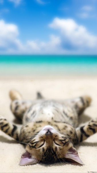 Кот на море