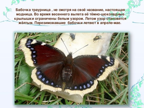 Бабочки траурница и Адмирал