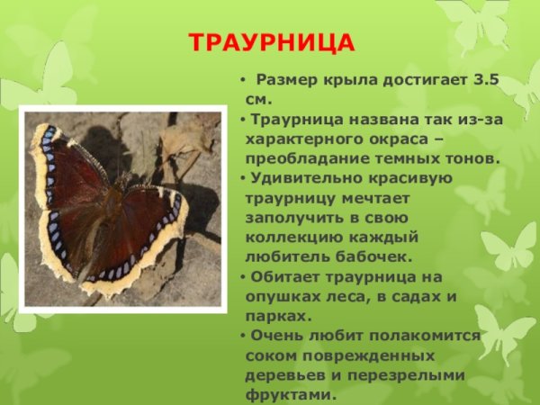 Траурница бабочка описание