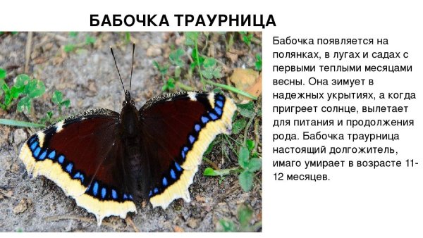 Бабочка траурница описание для 2 класса