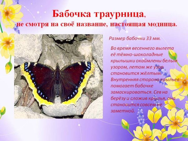 Бабочка траурница описание для 2 класса