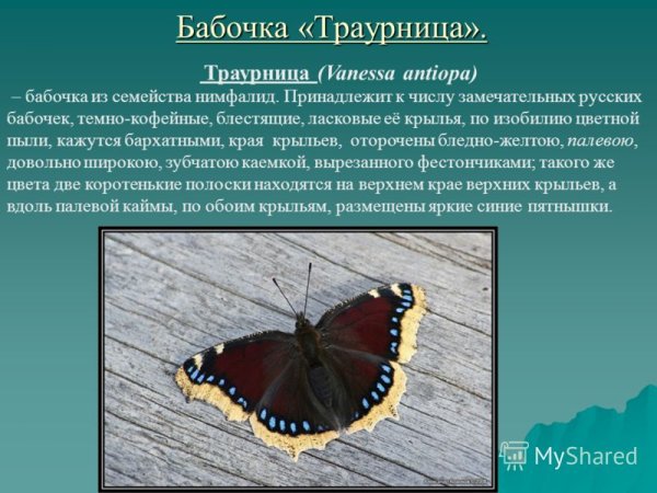 Бабочка траурница