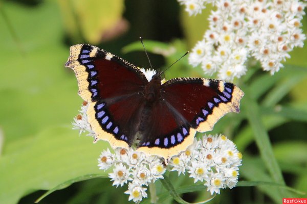 Махаон траурница