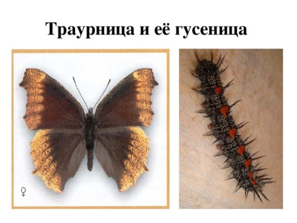 Бабочка траурница гусеница