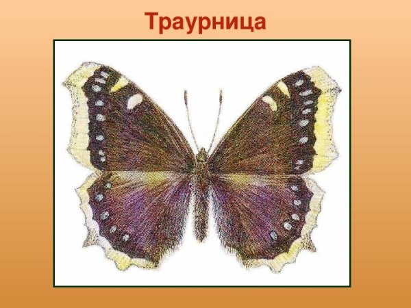 Махаон траурница