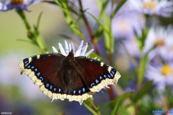 Махаон траурница