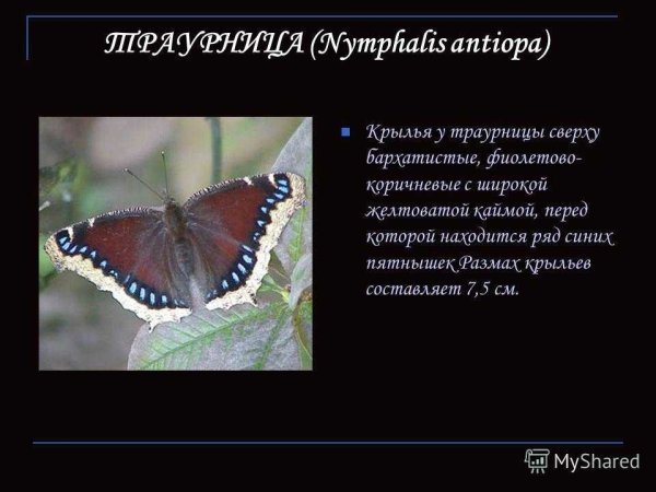 Важные сведения о траурнице