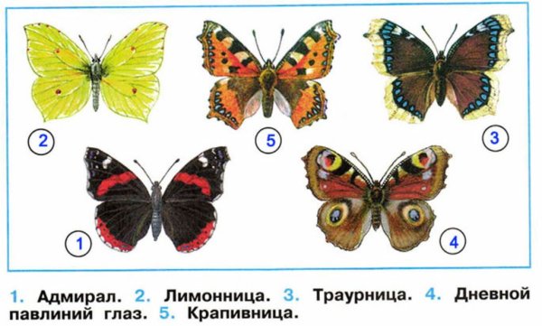 Бабочки Адмирал лимонница крапивница