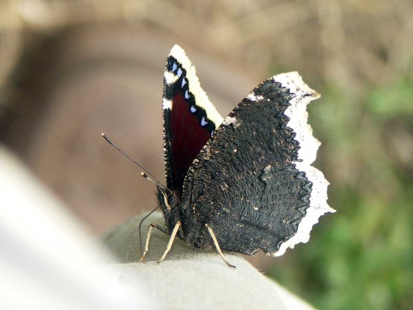 Бабочка траурница