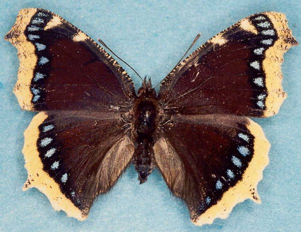 Махаон траурница