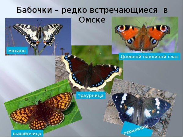 Махаон Зорька капустница траурница Переливница