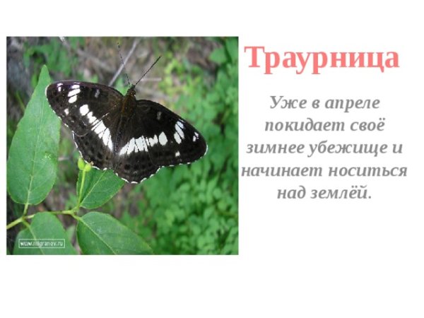 Траурница бабочка описание