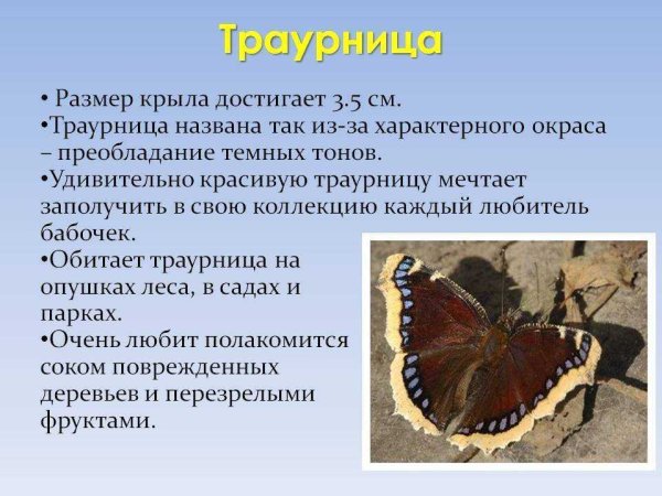 Бабочка Адмирал крапивница траурница