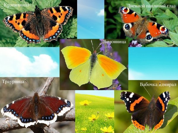 Адмирал лимонница траурница павлиний глаз крапивница