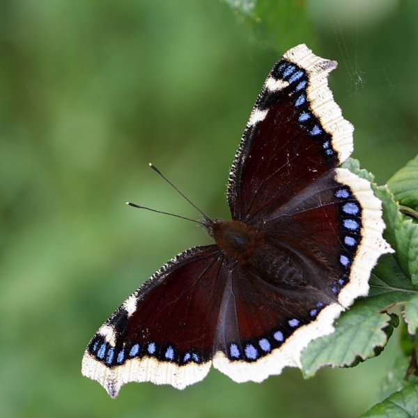 Бабочка траурница