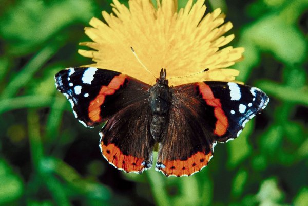 Бабочки Адмирал лимонница траурница павлиний глаз крапивница