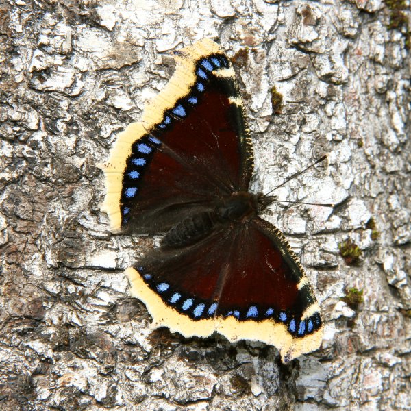 Бабочка Нимфалис Антиопа траурница