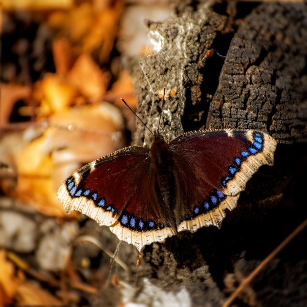 Нимфалис Антиопа траурница