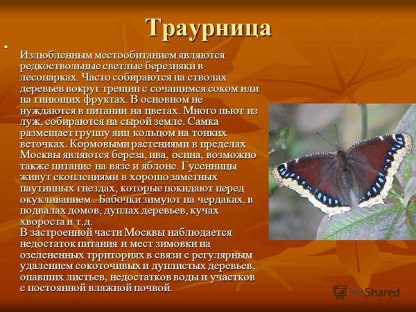 Траурница бабочка окружающий мир