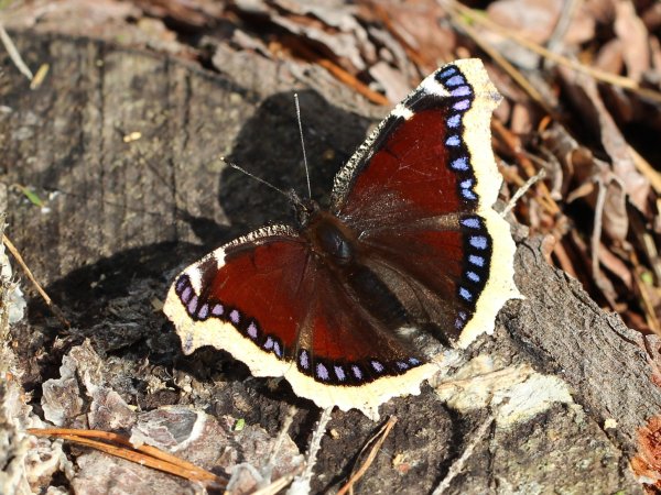 Махаон траурница