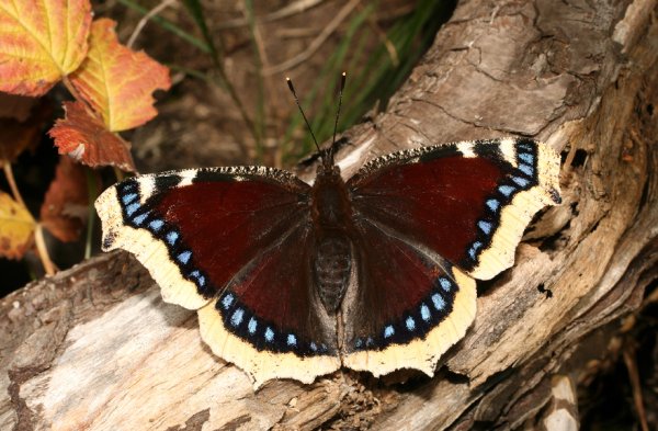 Бабочка траурница