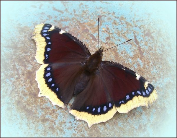 Бабочки траурница и Адмирал