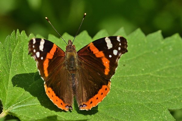 Краснокнижная бабочка Адмирал