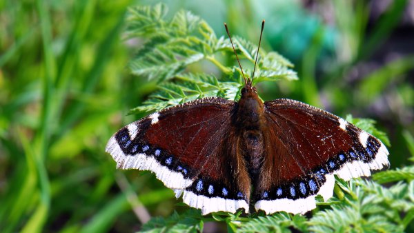 Бабочка траурница