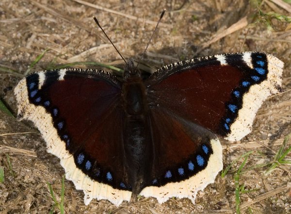 Нимфа Антиопа бабочка