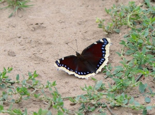 Черная бабочка траурница