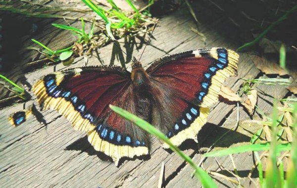Бабочка Адмирал крапивница траурница