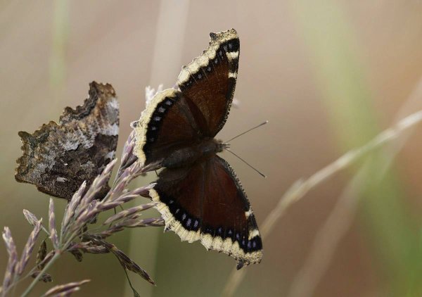 Черная бабочка траурница