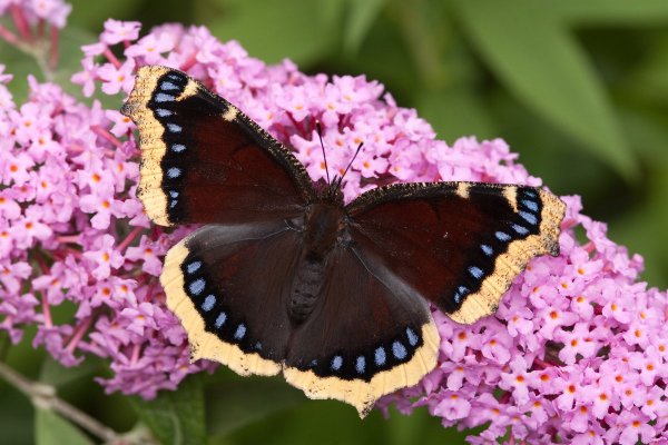 Бабочка траурница