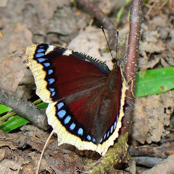 Траурница Nymphalis antiopa