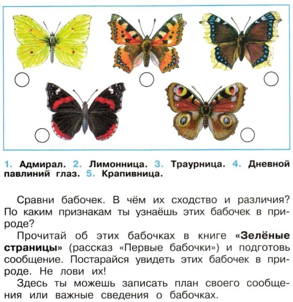 Бабочки Адмирал лимонница траурница павлиний глаз крапивница