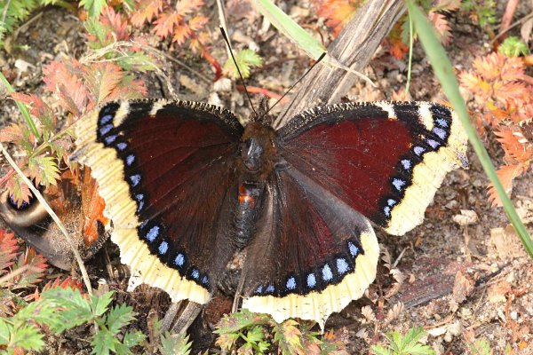 Куколка бабочки траурницы