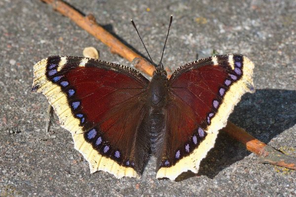Траурница чешуекрылые